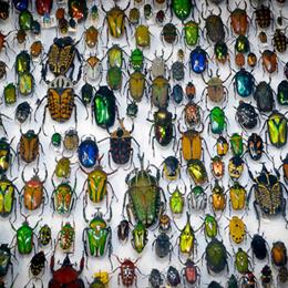 The Atamian entomological collection at TwentyWonder 2010.